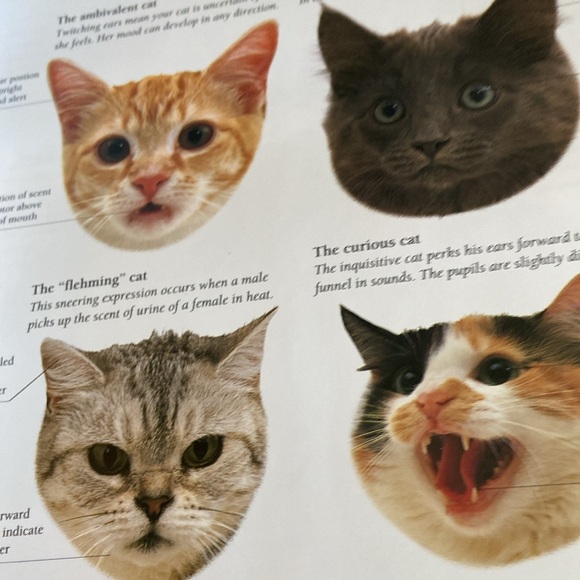 Know Your Cat by Bruce Fogle DVM great pictures & greater information - Picture 8 of 12